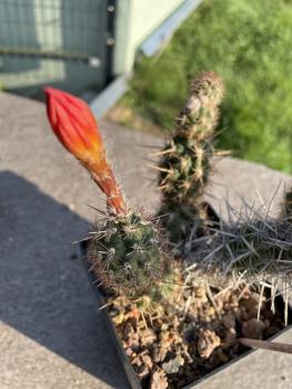 Loxanthocereus gracilis